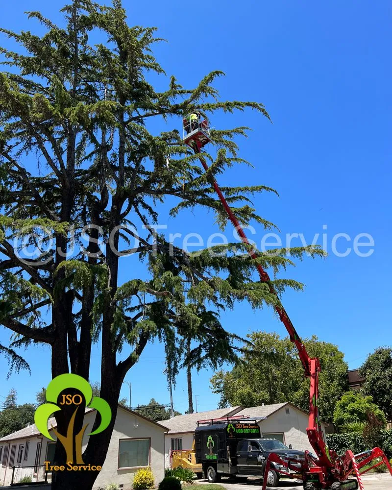 Top-rated residential landscaping experts serving Morgan Hill, CA - JSO Tree Service