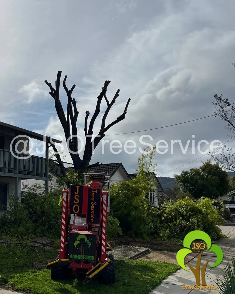 Custom yard cleanup service for homes across Morgan Hill, CA - JSO Tree Service