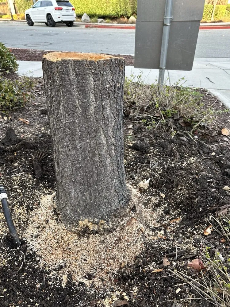 Top-rated outdoor landscaping for outdoor upgrades in Morgan Hill, CA by JSO Tree Service