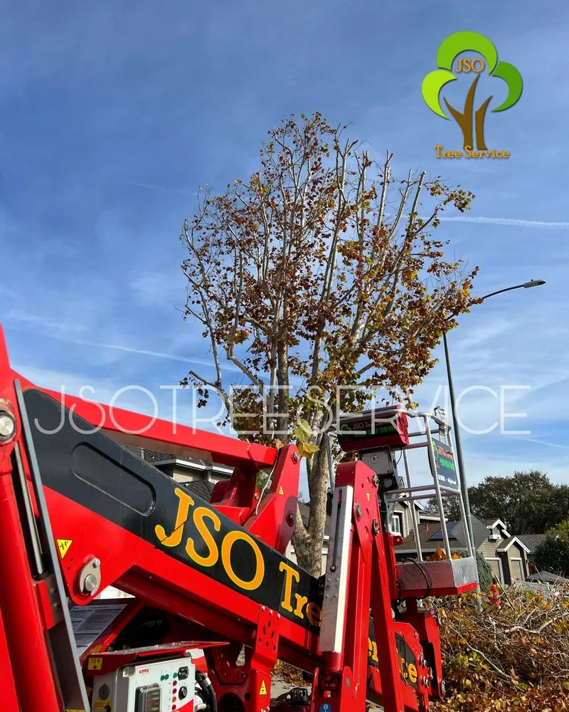 Reliable residential landscaping for beautiful yards across Morgan Hill, CA - JSO Tree Service