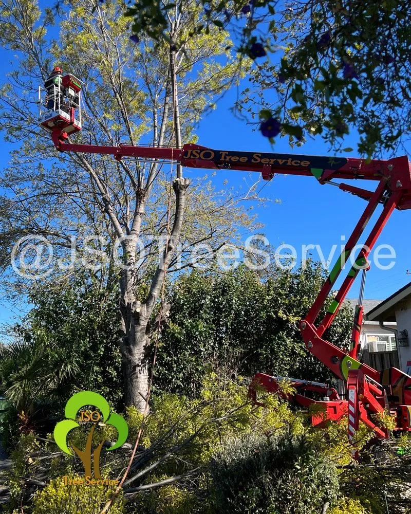 Expert landscaping services in Morgan Hill, CA - JSO Tree Service