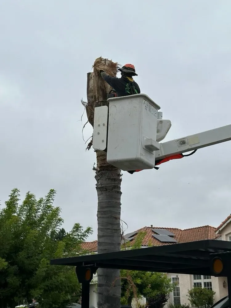 Trusted yard maintenance in Morgan Hill, CA - JSO Tree Service