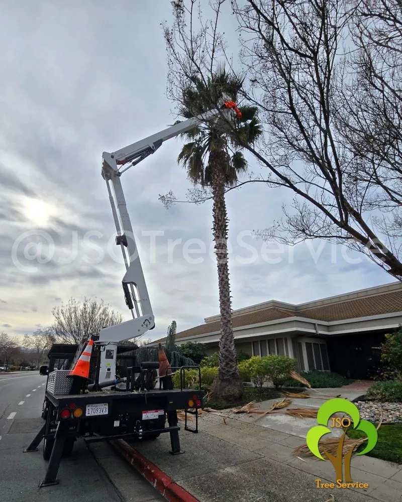 Top-rated yard maintenance in Morgan Hill, CA - JSO Tree Service