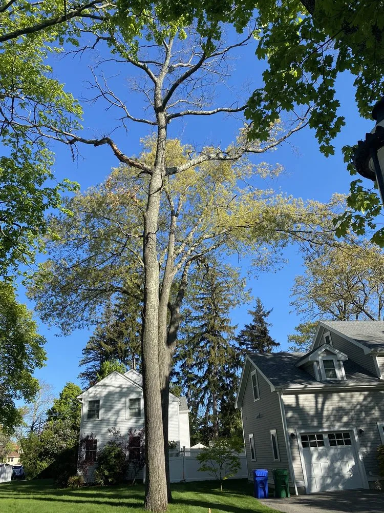 Local landscape installation experts serving Ashby, MA - JSP Tree and Landscape