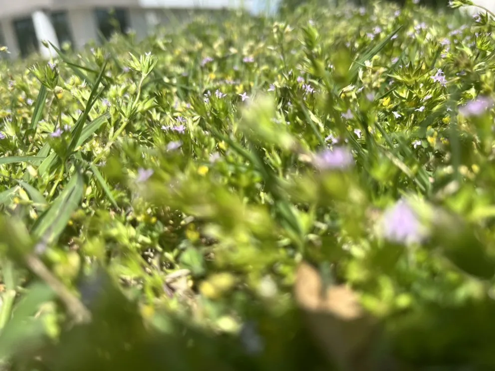 Affordable outdoor landscaping for homes across Richmond, VA - JSR Landscaping