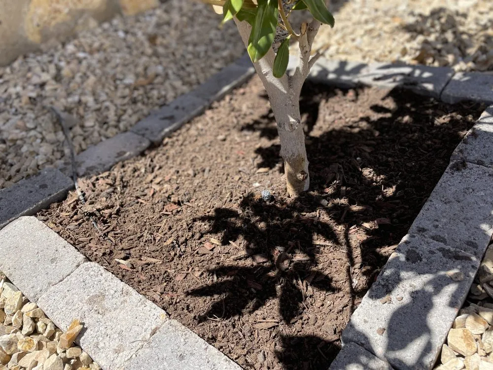 Trusted landscaping services in Las Cruces, NM by JST Lawn Maintenance