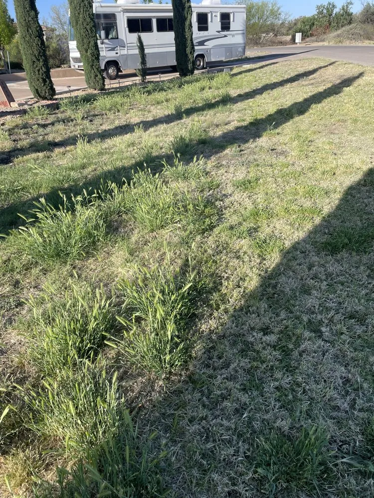 Reliable lawn mowing service in Las Cruces, NM - JST Lawn Maintenance