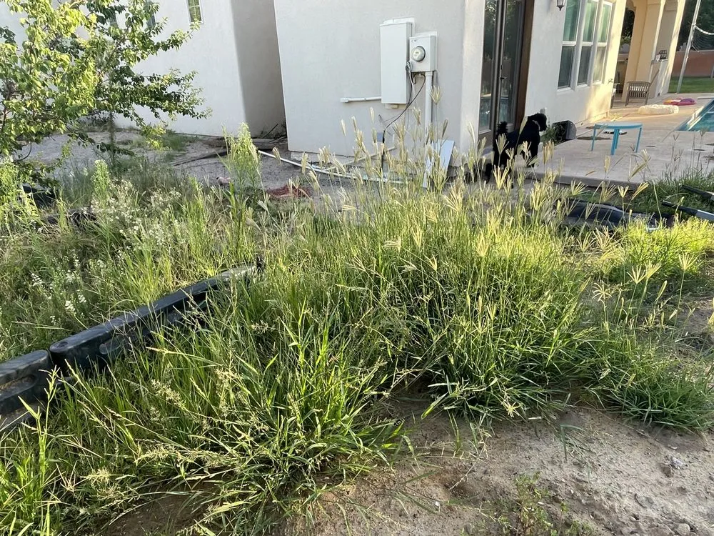 Affordable landscape design experts serving Las Cruces, NM - JST Lawn Maintenance