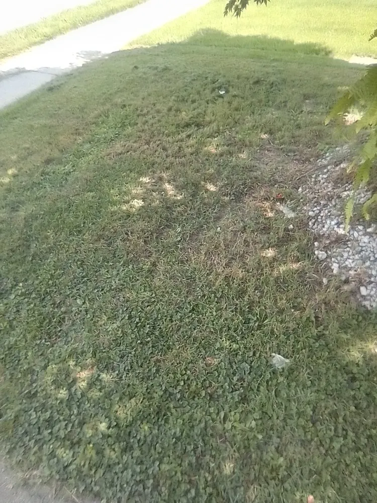 Affordable lawn mowing service for year-round maintenance in Collingdale, PA by JT Landscaping