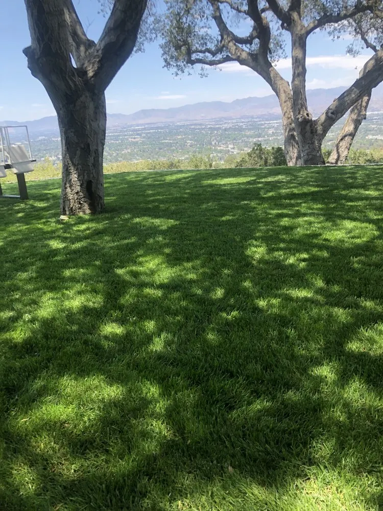 Professional yard cleanup service in Los Angeles, CA by JT Landscaping