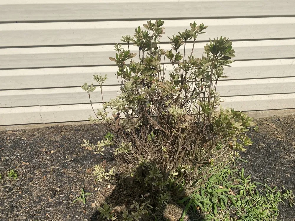 Professional landscaping services experts serving Laurel, MD - JT Lawn Care