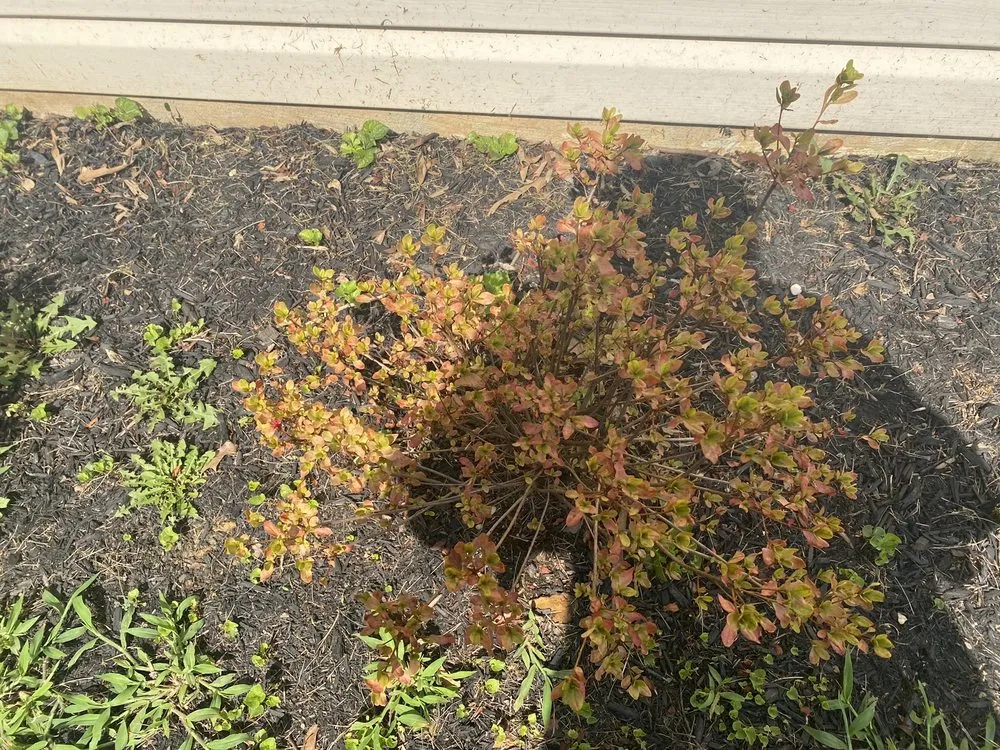 Affordable yard cleanup service in Laurel, MD by JT Lawn Care