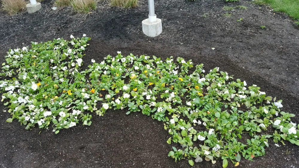 Trusted landscaping services for beautiful yards in Sheridan, IN by J&T Outdoor Experts