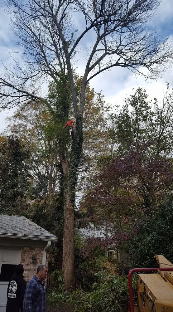 Top-rated yard cleanup service for residential properties across Manassas, VA - JT Tree & Landscaping