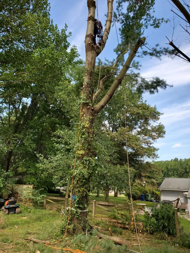 Expert landscape installation for outdoor upgrades across Manassas, VA - JT Tree & Landscaping