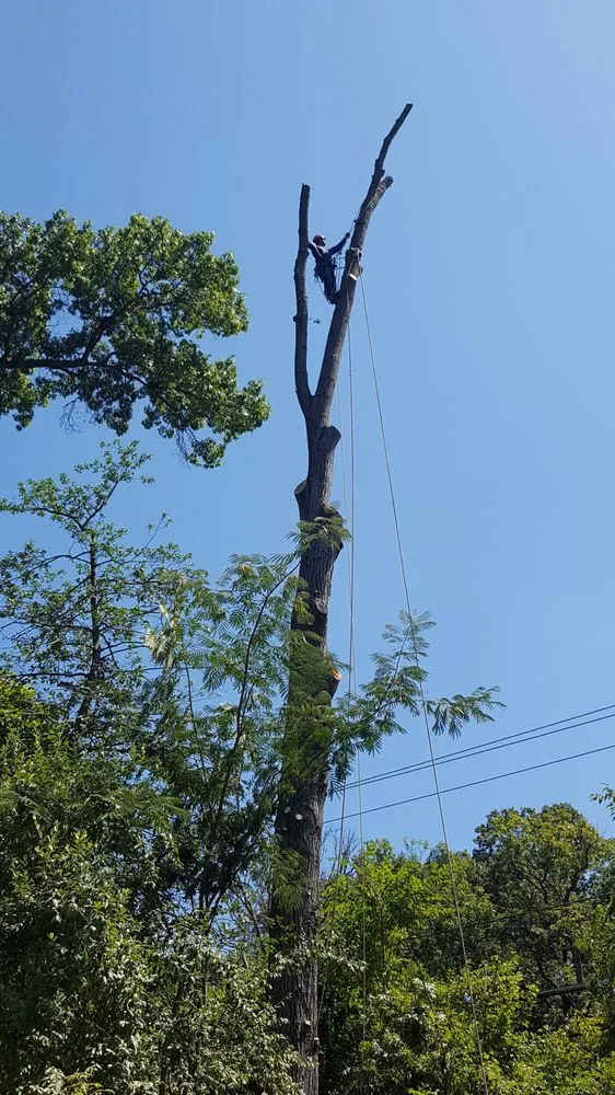 Reliable garden landscaping for beautiful yards across Manassas, VA - JT Tree & Landscaping