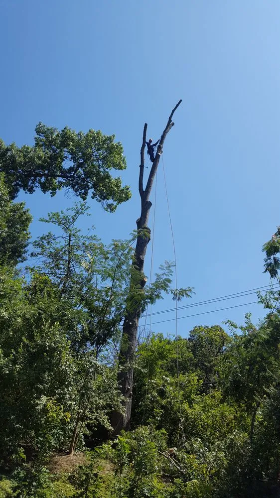 Reliable landscaping services experts serving Manassas, VA - JT Tree & Landscaping