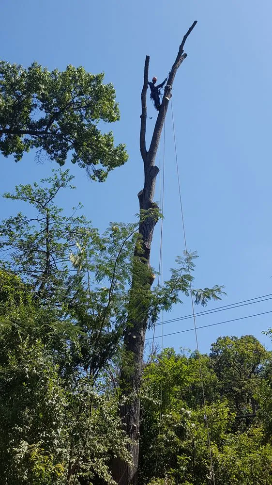 Affordable lawn mowing service experts serving Manassas, VA - JT Tree & Landscaping