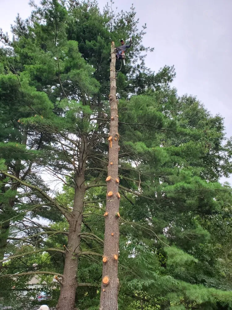 Professional lawn mowing service in Manassas, VA - JT Tree & Landscaping