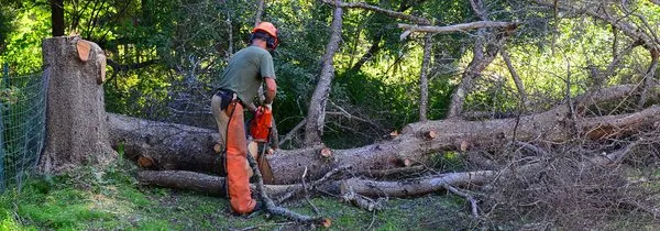 JT Tree & Landscaping Logo