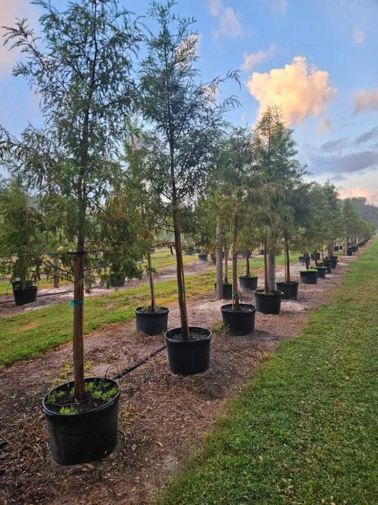 Professional lawn care service for beautiful yards in Port Charlotte, FL by JTB Yard Services