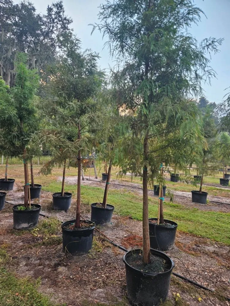 Reliable landscaping services experts serving Port Charlotte, FL - JTB Yard Services