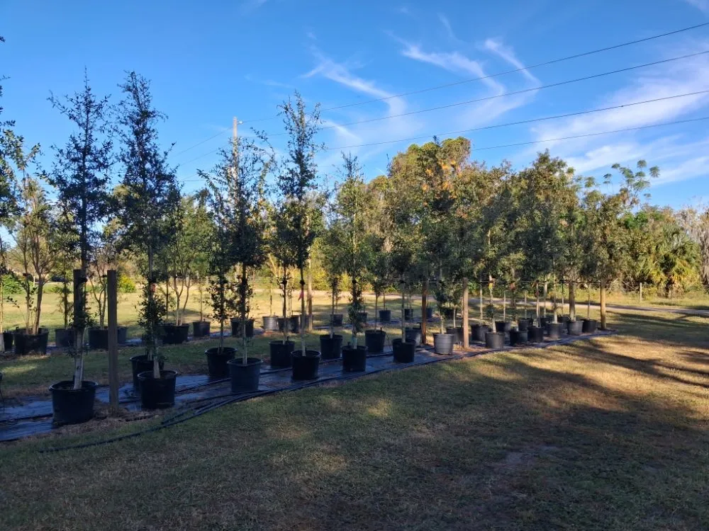 Affordable outdoor landscaping experts serving Port Charlotte, FL - JTB Yard Services