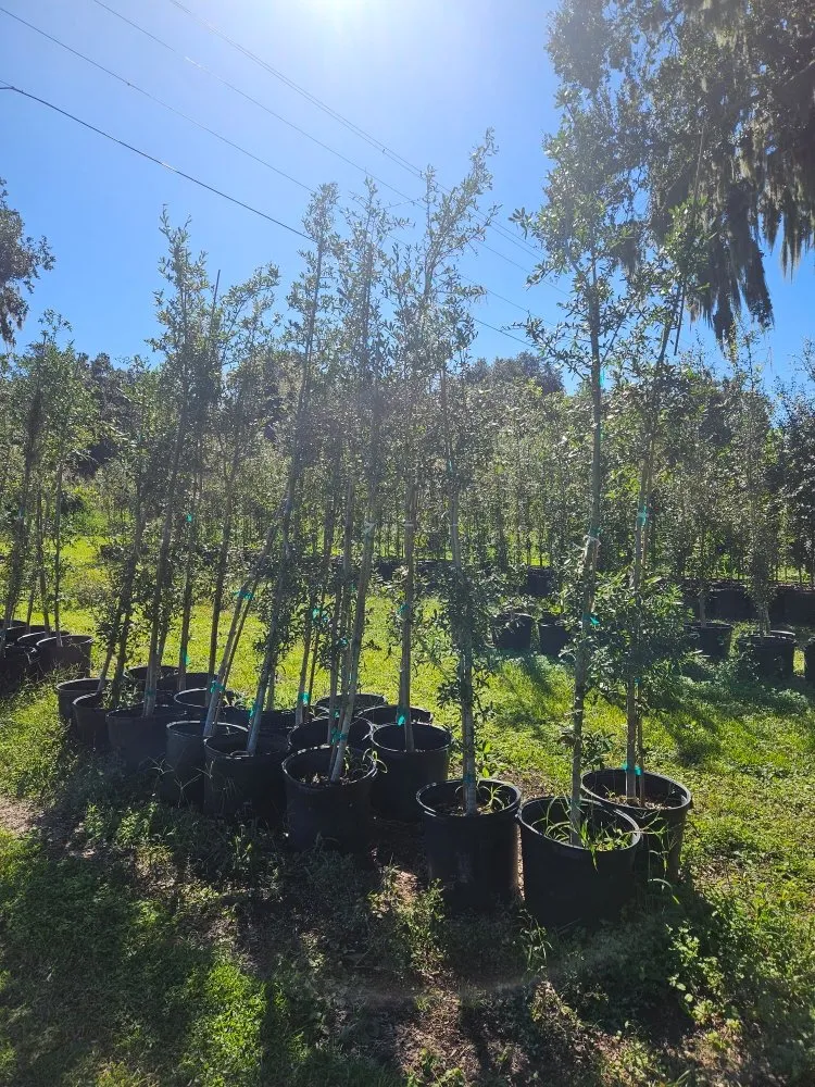 Top-rated outdoor landscaping experts serving Port Charlotte, FL - JTB Yard Services