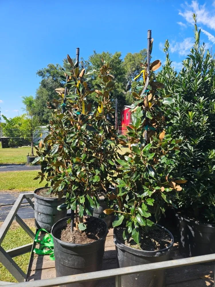 Professional landscaping services experts serving Port Charlotte, FL - JTB Yard Services