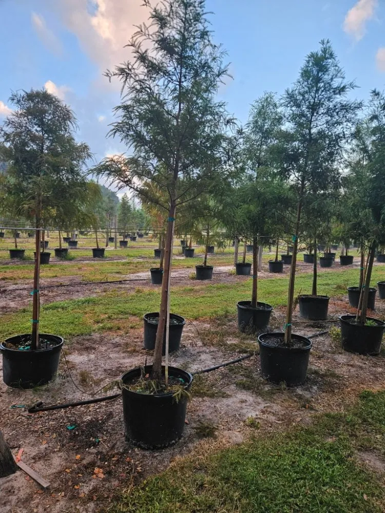 Reliable landscape installation in Port Charlotte, FL by JTB Yard Services