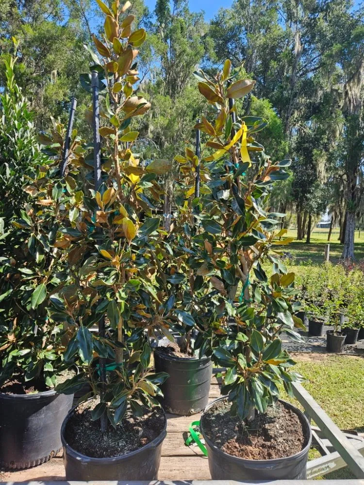 Local yard maintenance experts serving Port Charlotte, FL - JTB Yard Services