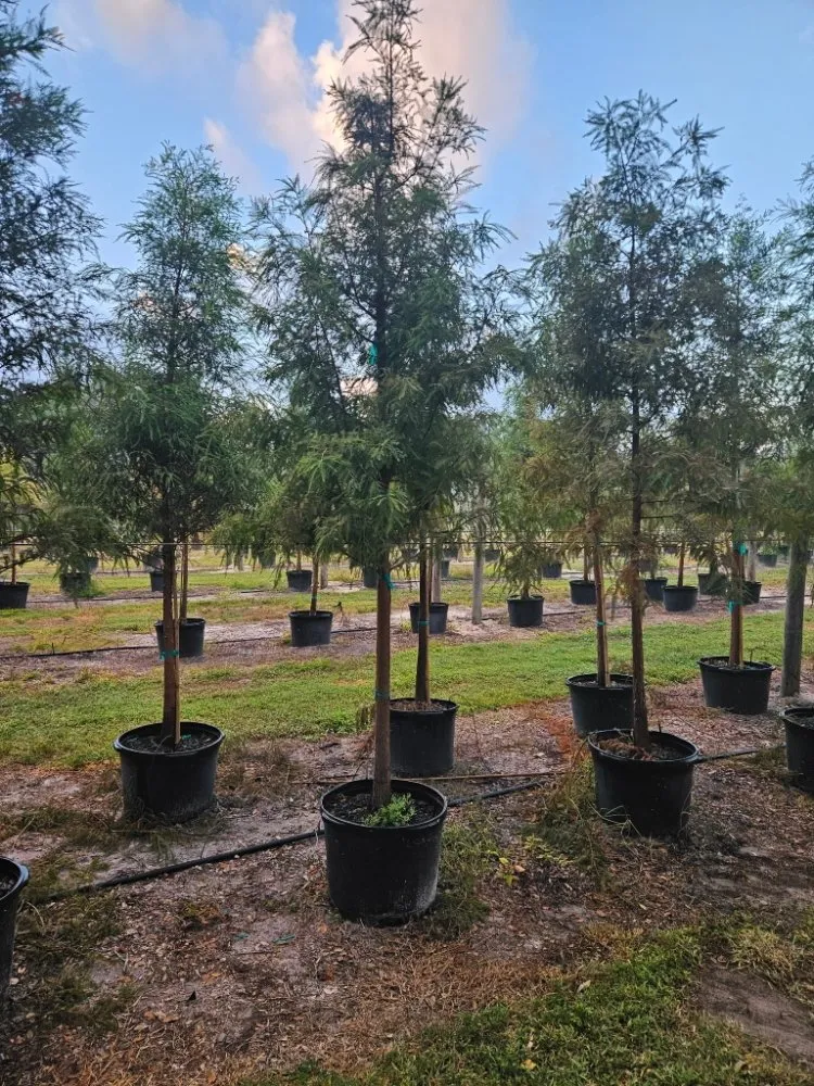 Reliable lawn care service in Port Charlotte, FL - JTB Yard Services