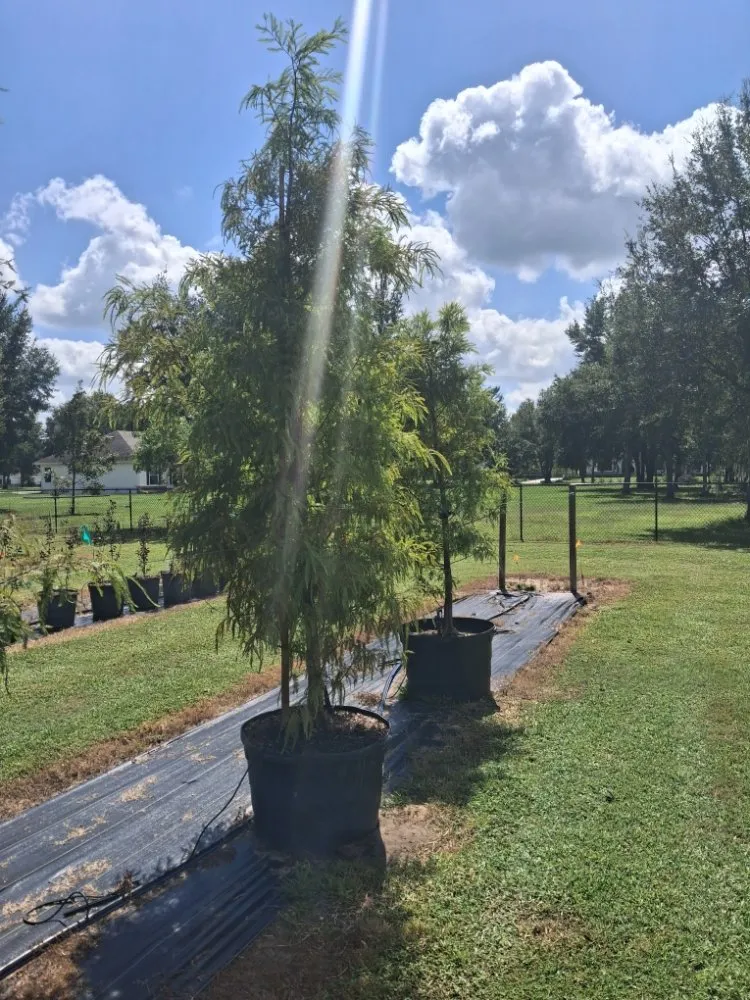 Affordable yard cleanup service in Port Charlotte, FL - JTB Yard Services