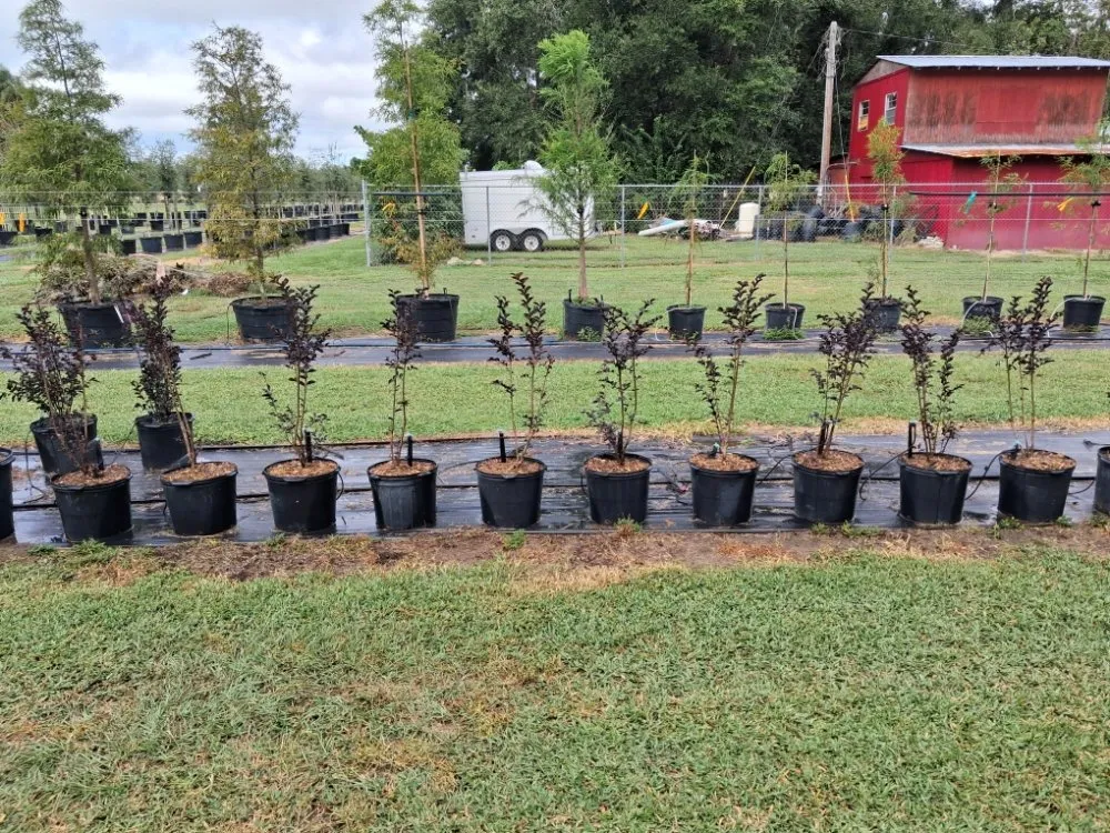 Trusted yard maintenance for year-round maintenance across Port Charlotte, FL - JTB Yard Services