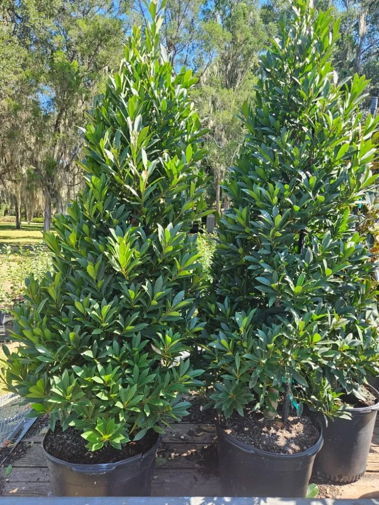 Professional garden landscaping in Port Charlotte, FL by JTB Yard Services