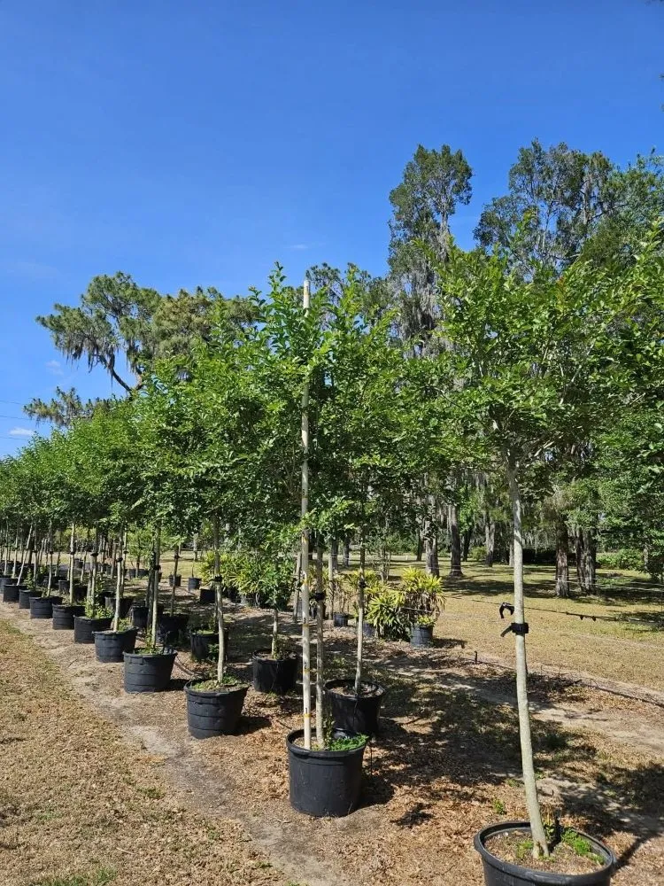 Expert landscape installation for residential properties in Port Charlotte, FL by JTB Yard Services