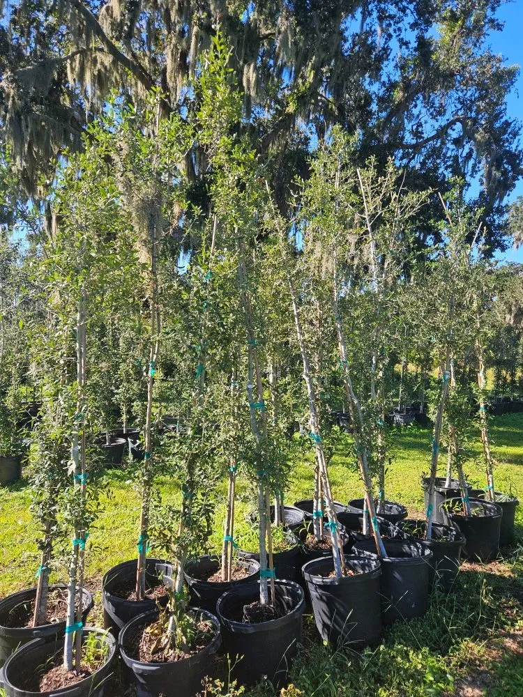 Affordable landscaping services for residential properties in Port Charlotte, FL by JTB Yard Services