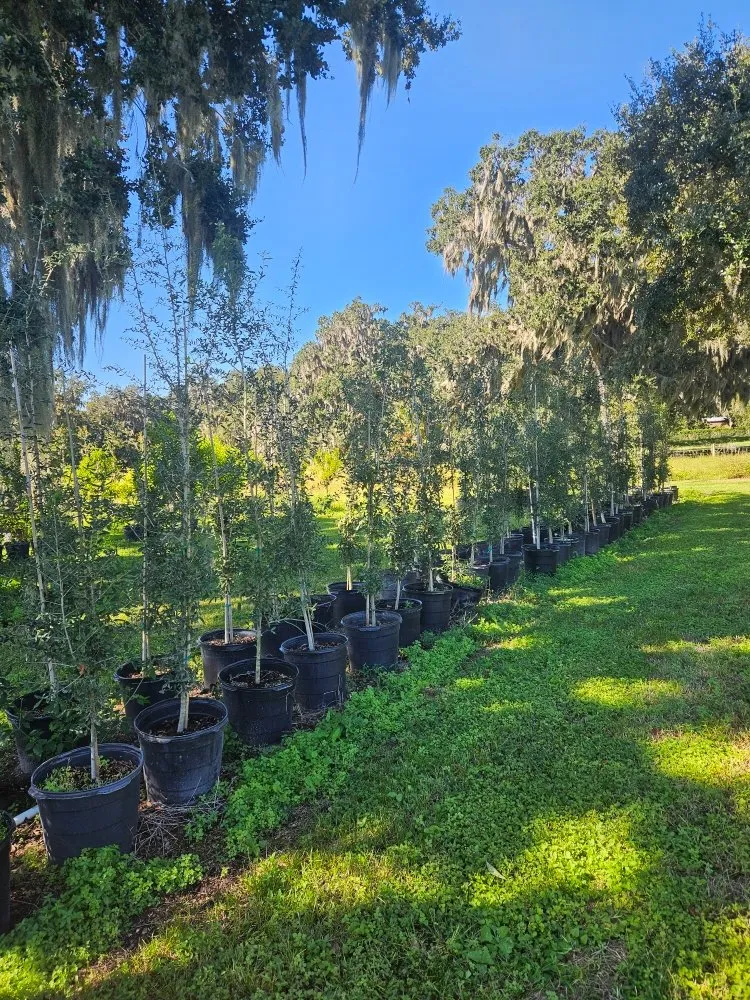 Trusted landscape installation for residential properties in Port Charlotte, FL by JTB Yard Services