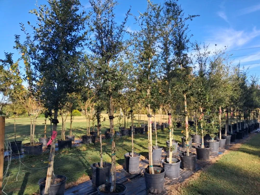 Professional outdoor landscaping for beautiful yards in Port Charlotte, FL by JTB Yard Services