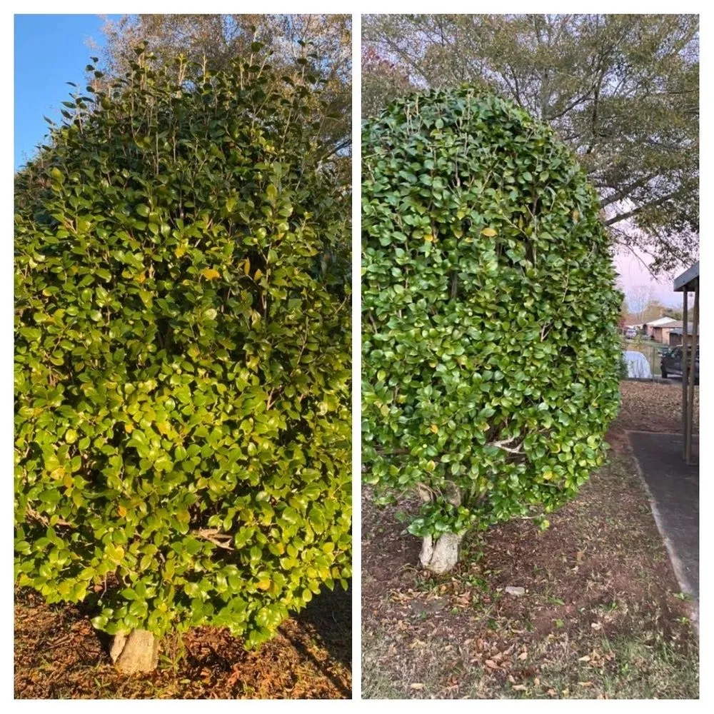 Reliable residential landscaping in Greenville, SC by J.T.C. Lawn care