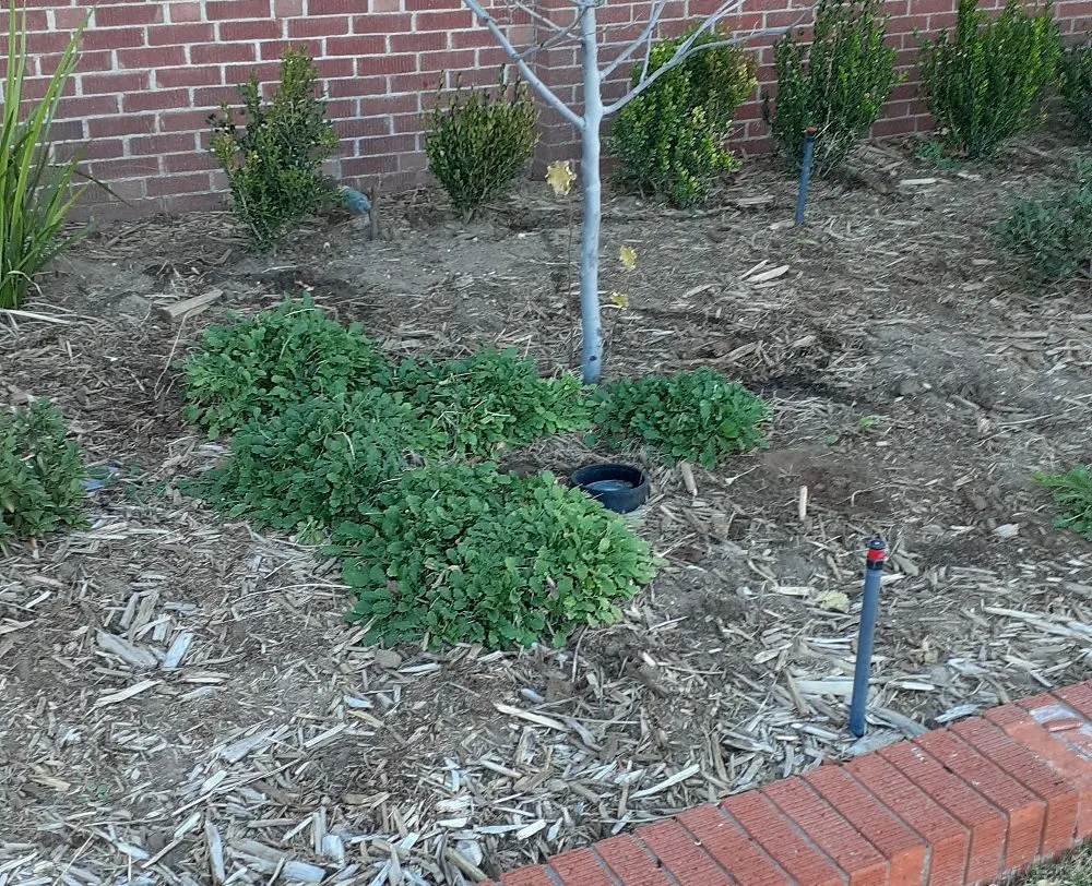 Top-rated lawn care service experts serving El Paso, TX - JTC Lawn