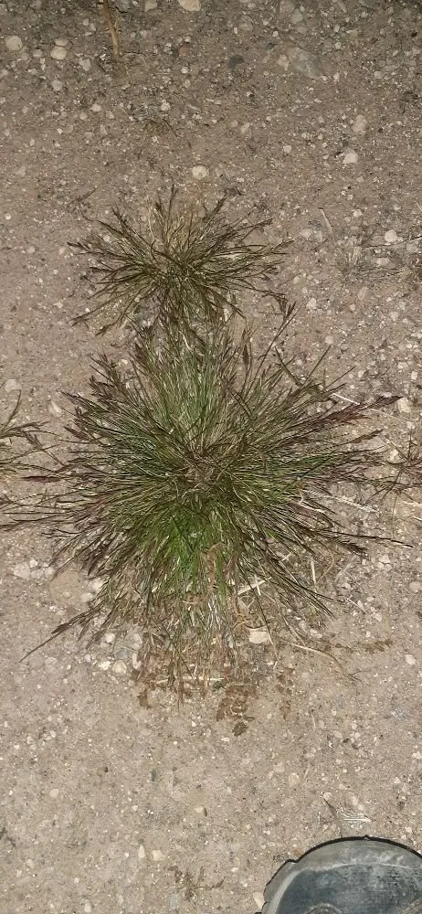 Reliable outdoor landscaping in El Paso, TX by JTC Lawn