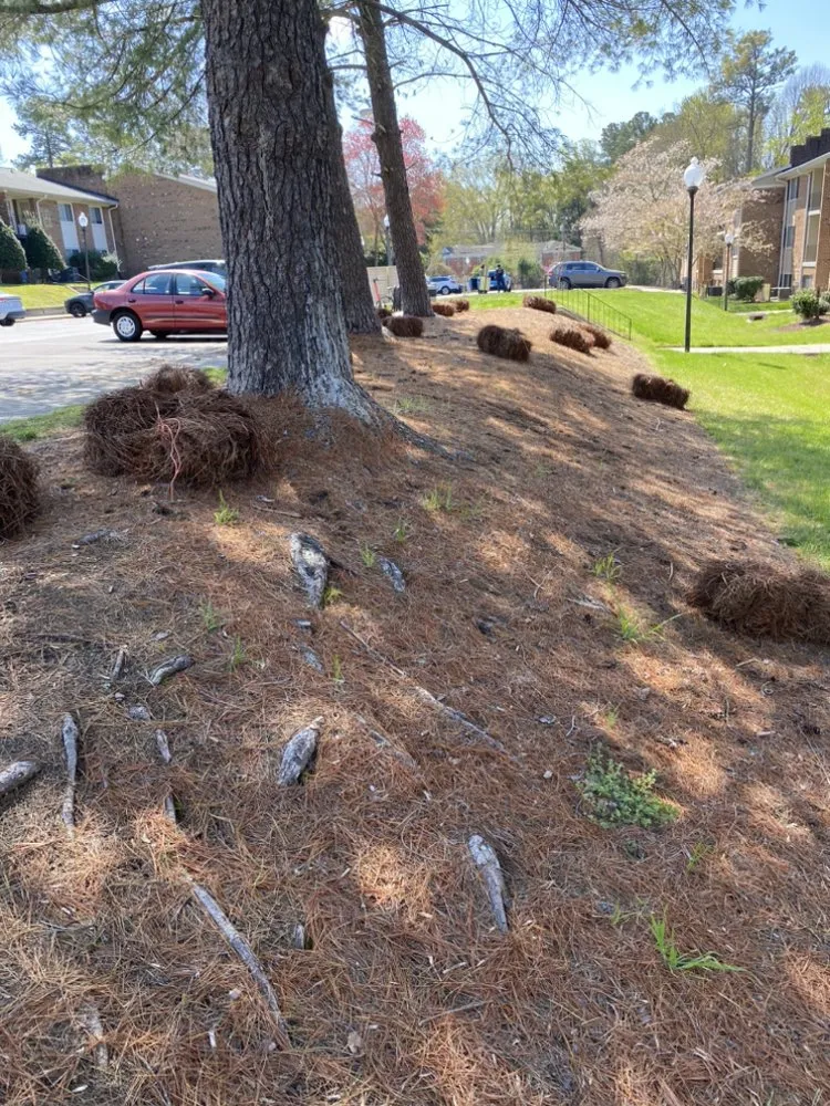 Local residential landscaping in Durham, NC - JTD green paradise landscape