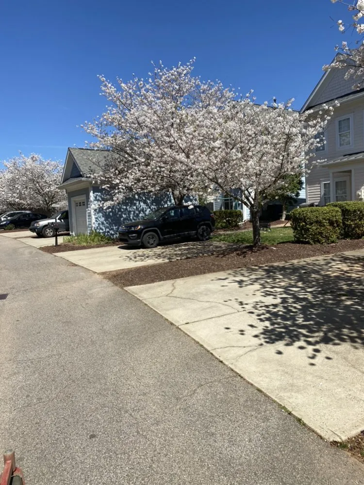 Professional yard cleanup service in Durham, NC - JTD green paradise landscape