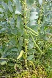 Expert lawn mowing service in Uncasville, CT by JTR lawncare