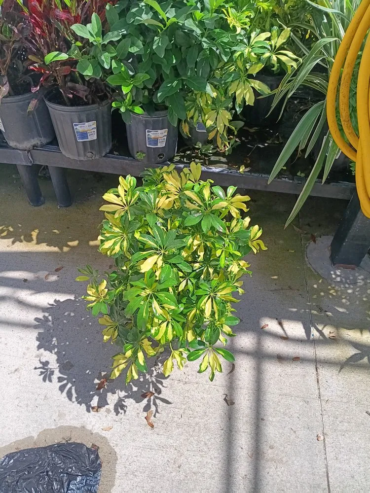 Trusted yard maintenance in Eloise, FL by JTS Landscaping and Pressure Washing