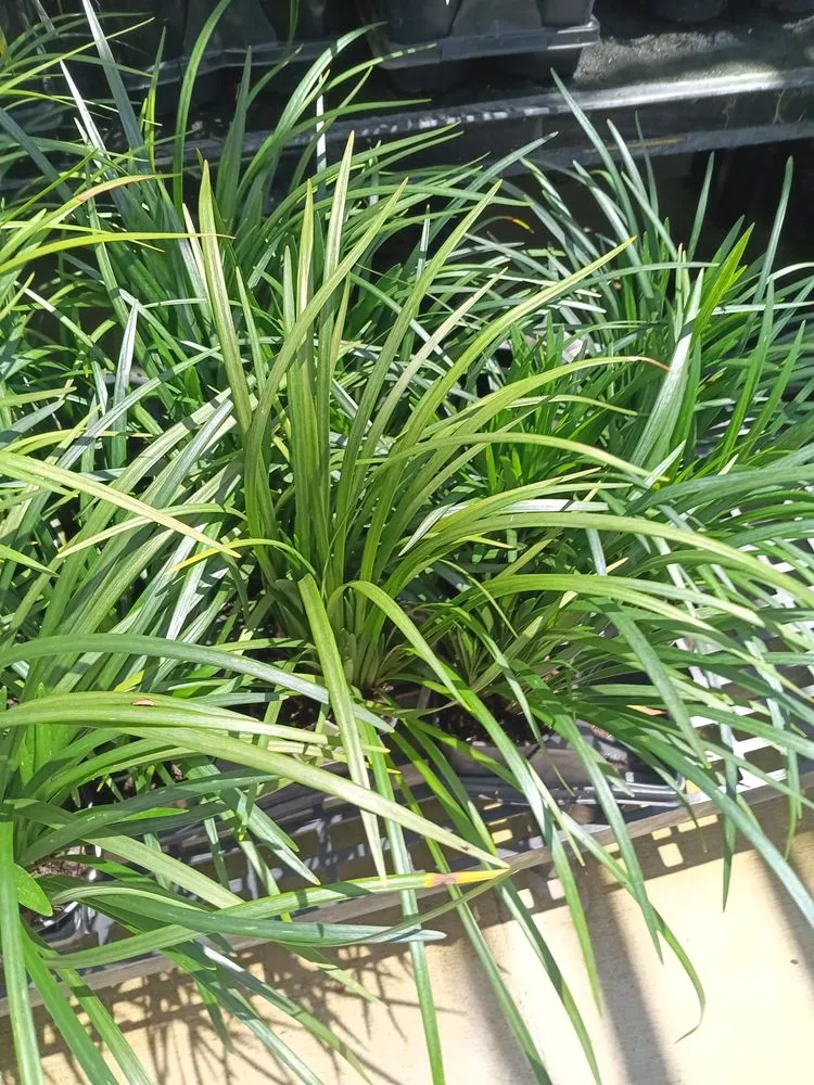Custom landscape installation with custom design in Eloise, FL by JTS Landscaping and Pressure Washing