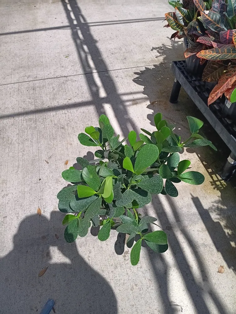 Trusted landscaping services in Eloise, FL by JTS Landscaping and Pressure Washing