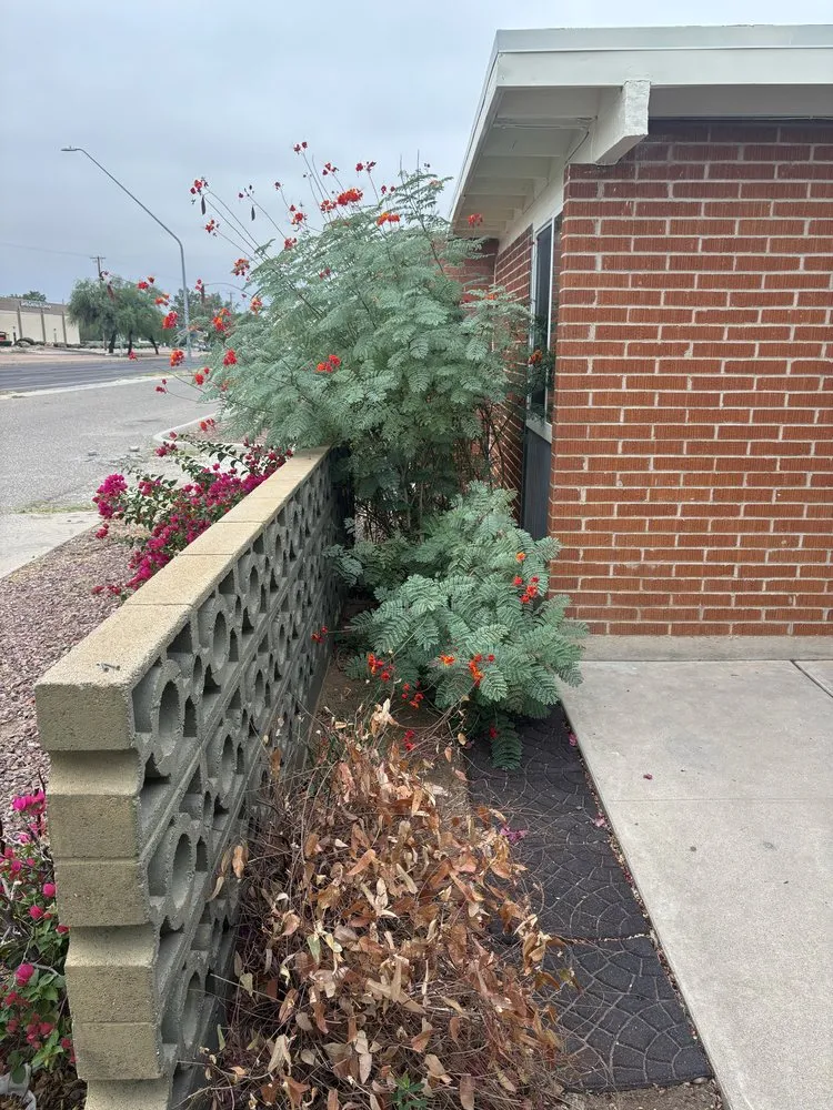 Expert garden landscaping for year-round maintenance across Marana, AZ - JT’s Landscaping