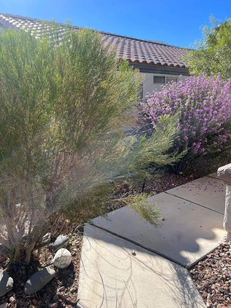 Trusted residential landscaping for year-round maintenance across Las Vegas, NV - JTS Lawn Care Services